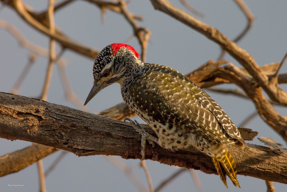 Nubian Woodpecker - ML68367641