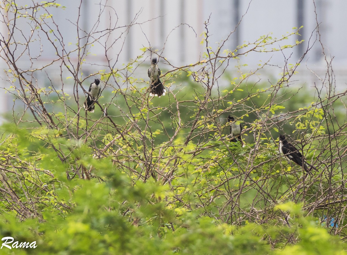 Pied Cuckoo - ML68370471