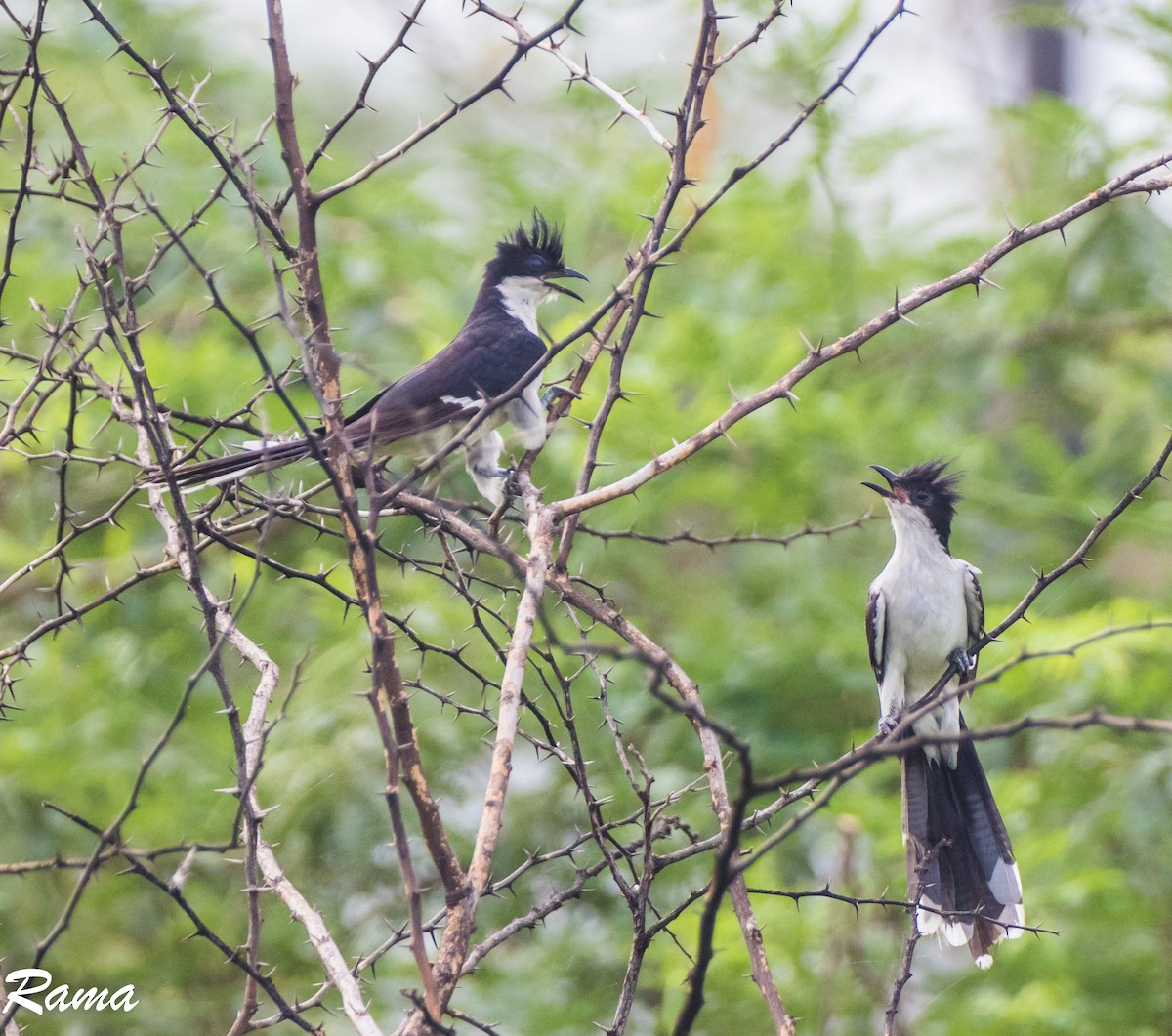 Pied Cuckoo - ML68370641