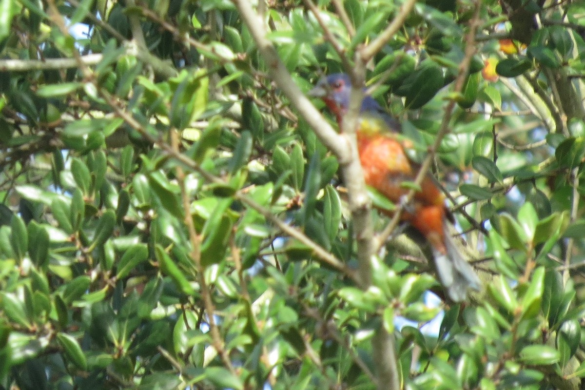 Passerin nonpareil - ML68370931