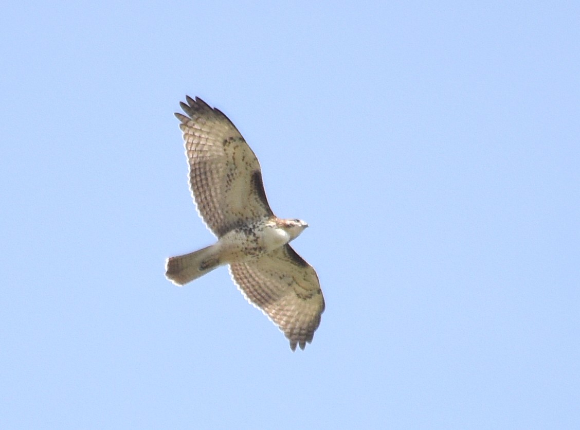 Red-tailed Hawk (borealis) - ML68371581