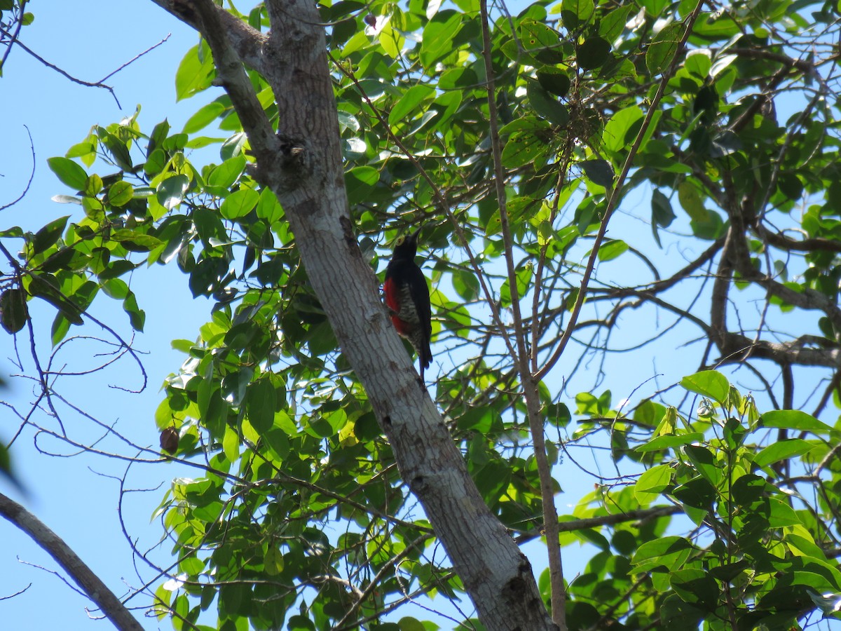 Yellow-tufted Woodpecker - ML68383451