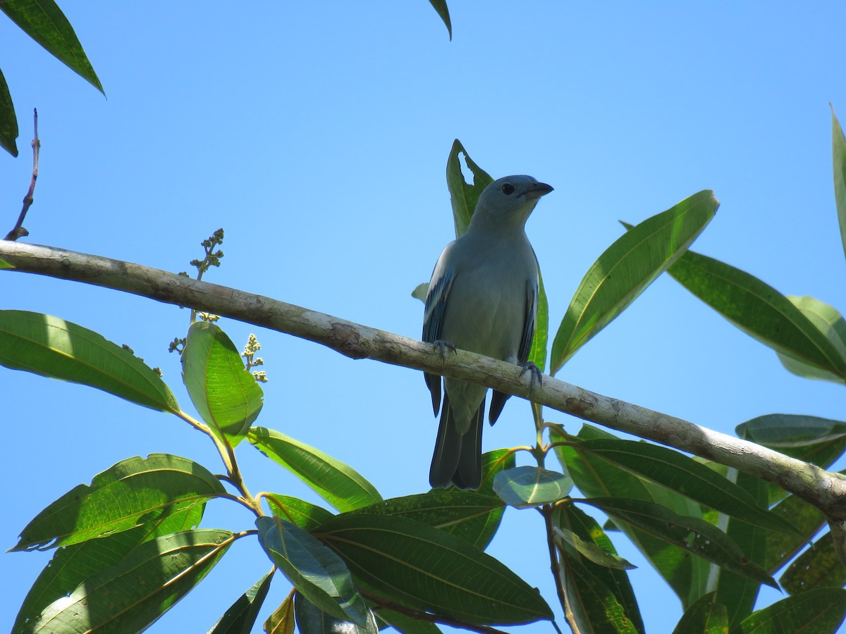 Blue-gray Tanager - ML68383461