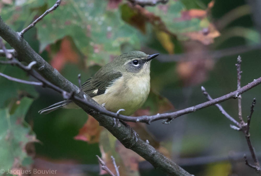 Black-throated Blue Warbler - ML68385641