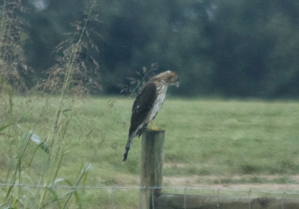 Cooper's Hawk - ML68386951