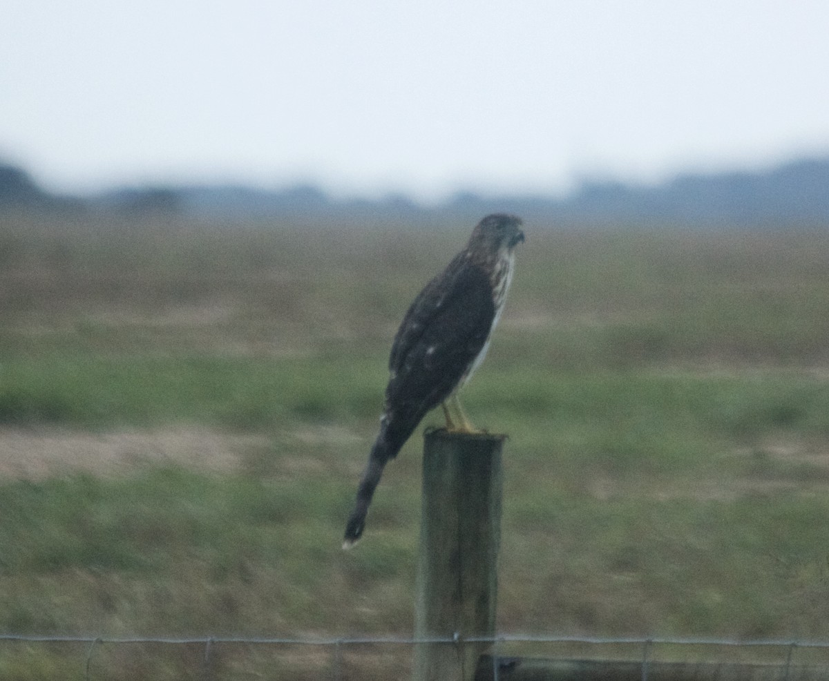 Cooper's Hawk - ML68386981