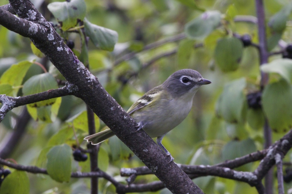 Blue-headed Vireo - Michelle Martin