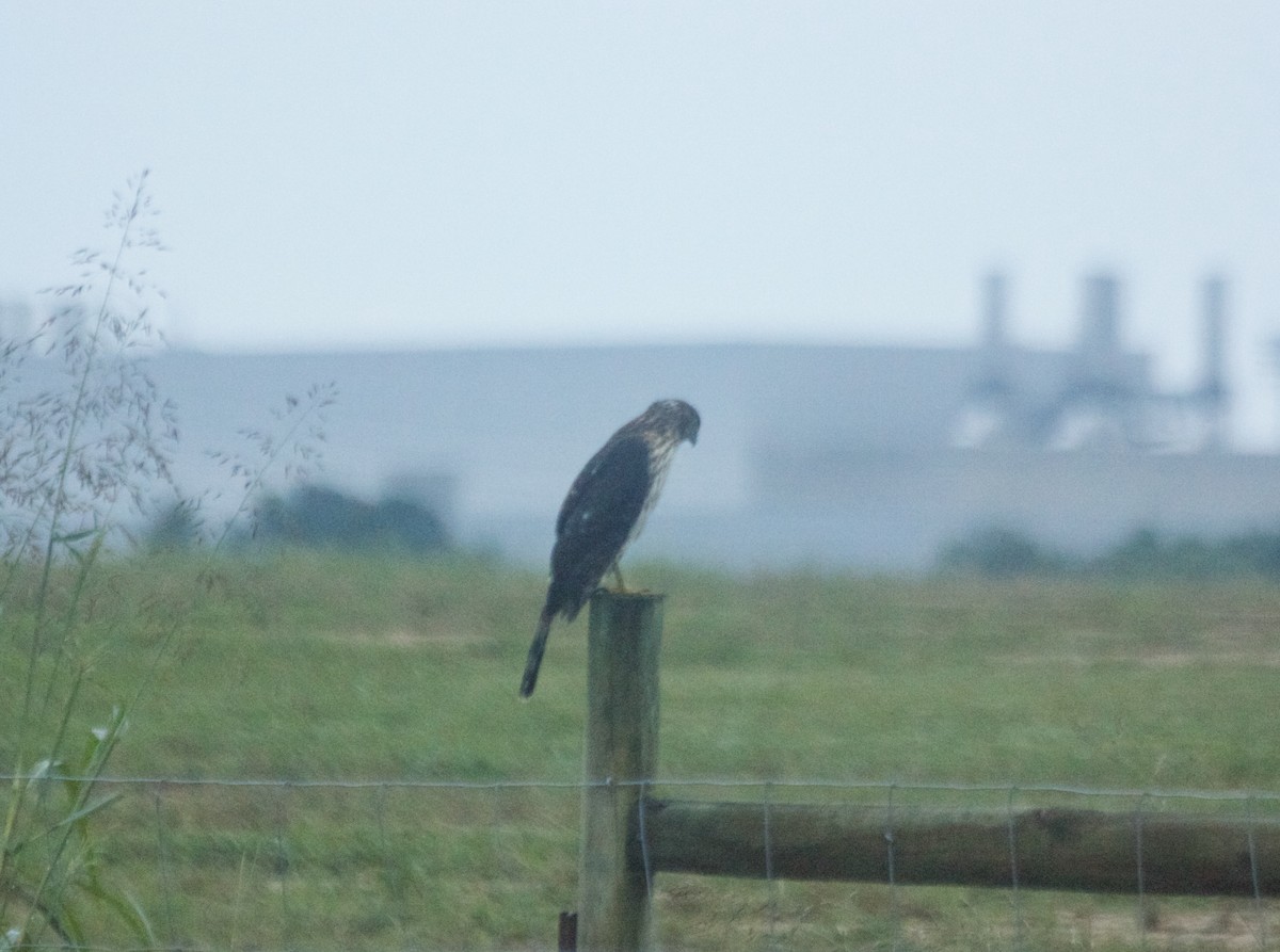 Cooper's Hawk - ML68387021