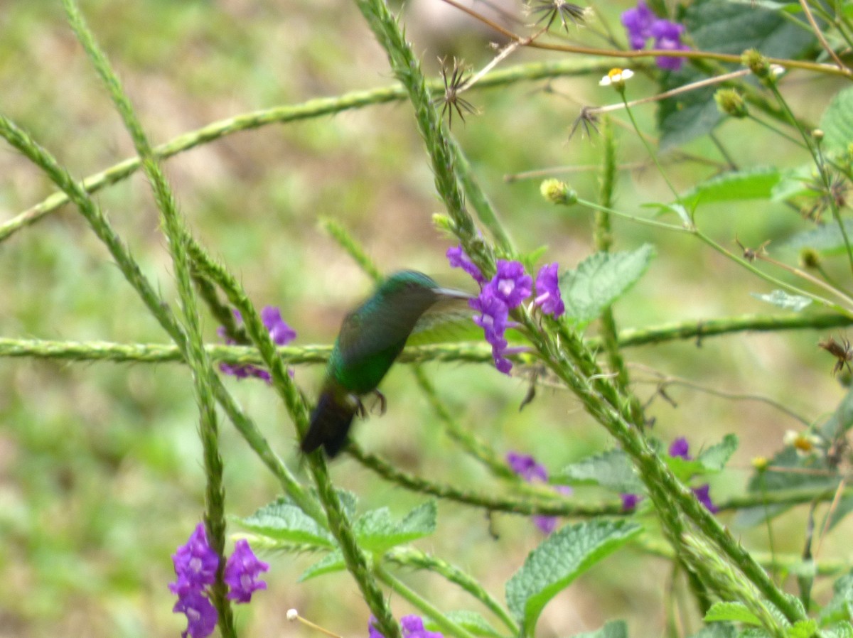 Blue-vented Hummingbird - ML68387201