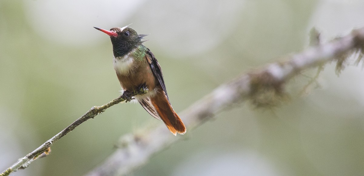 White-crested Coquette - Neil Dowling