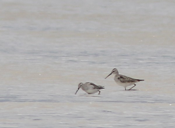 Stilt Sandpiper - Jorge Montejo