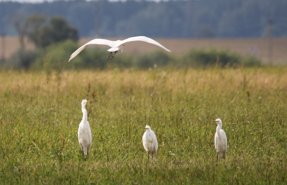 Great Egret - ML68388551