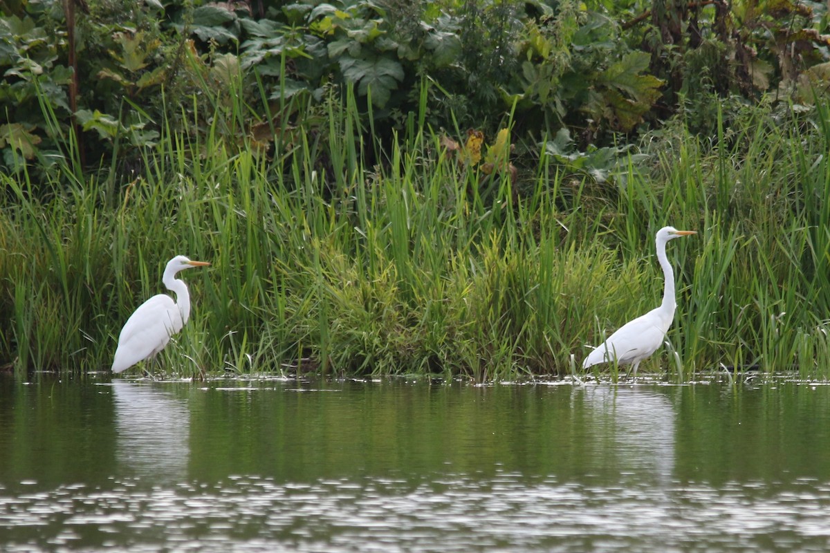 Great Egret - ML68388701