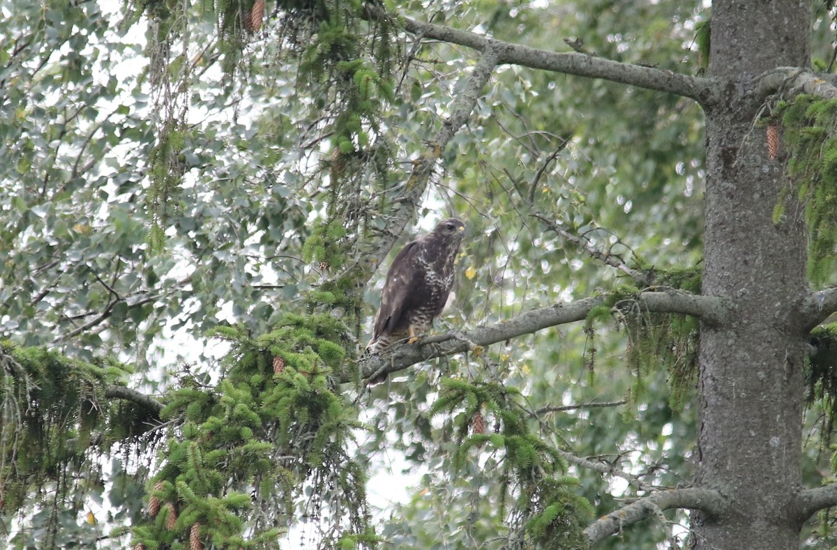 Common Buzzard - ML68388831