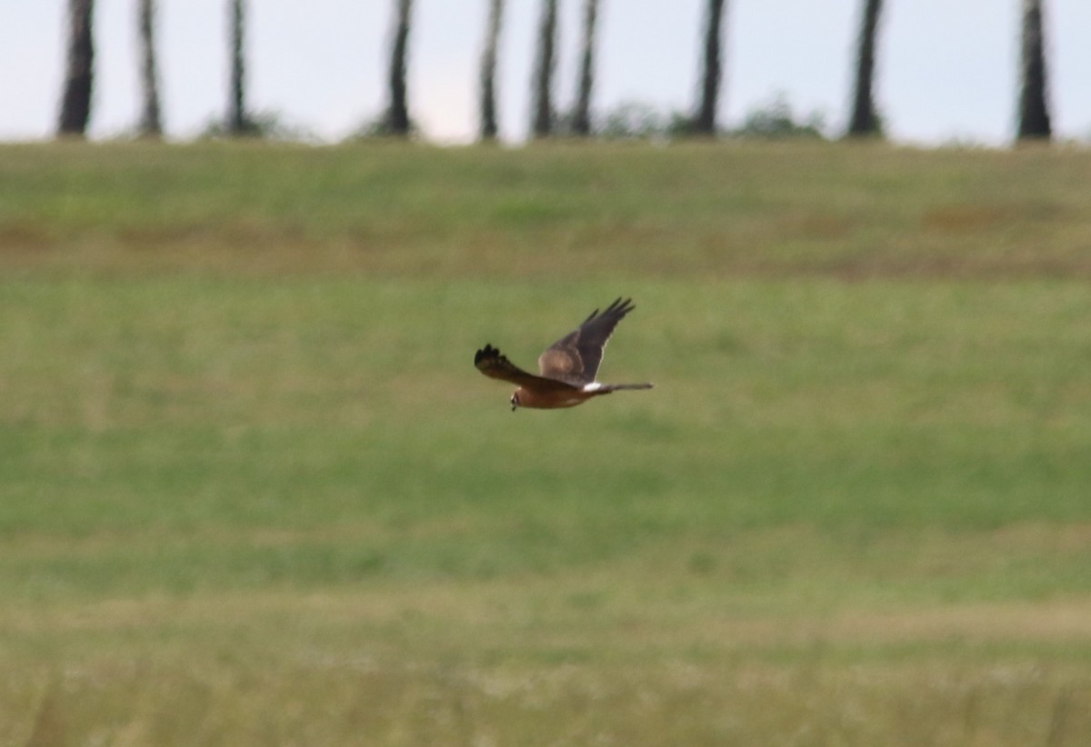 Hen Harrier - ML68389071