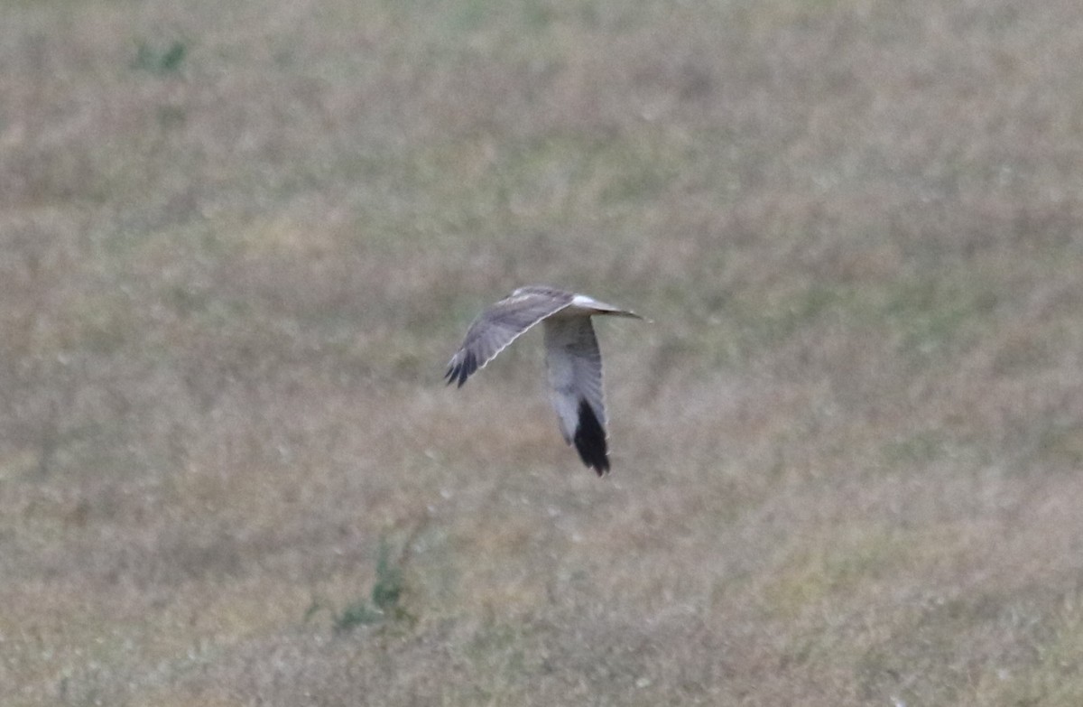 Hen Harrier - ML68389101