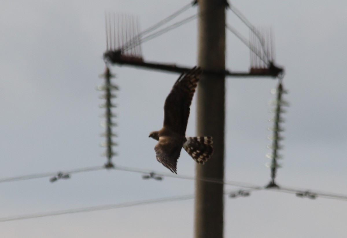 Montagu's Harrier - ML68389531