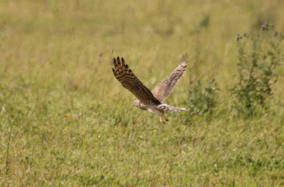 Montagu's Harrier - ML68389541