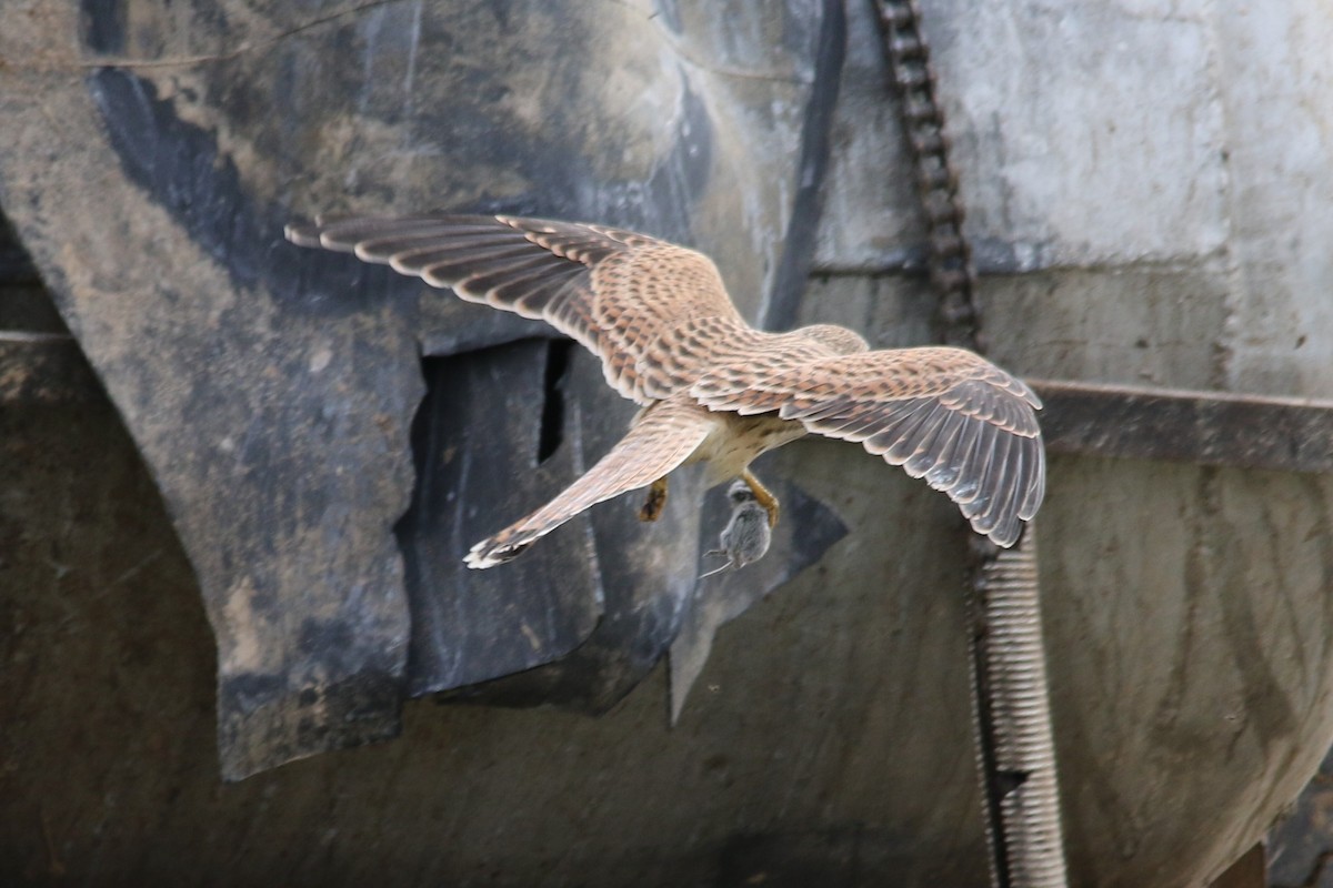 Eurasian Kestrel - ML68389751