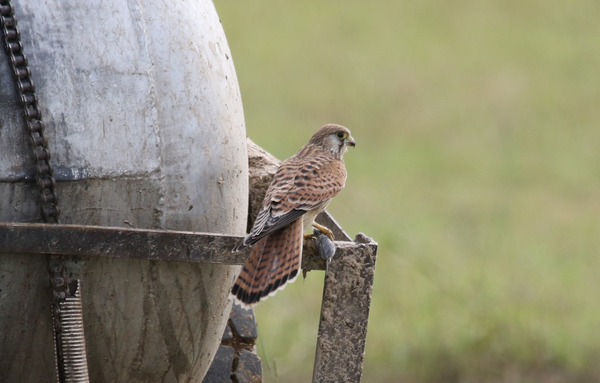 Eurasian Kestrel - ML68389761