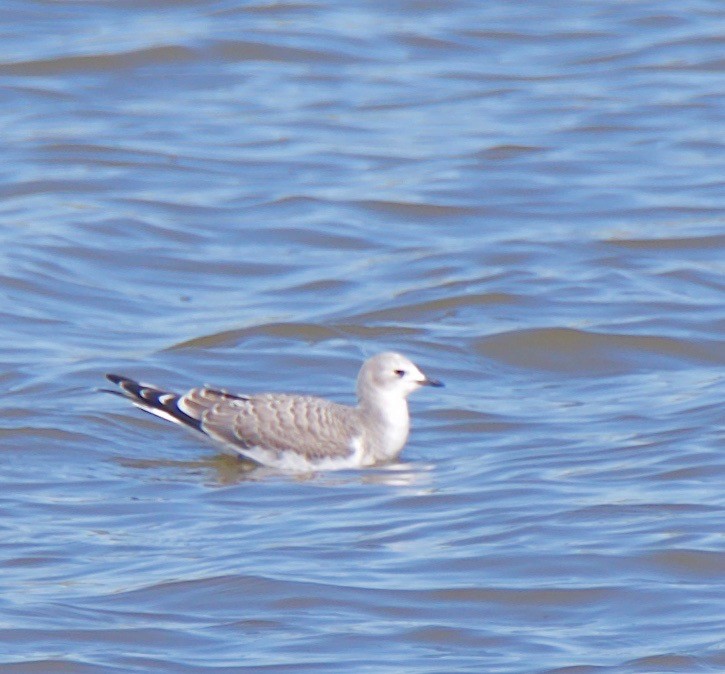 Sabine's Gull - ML68390231