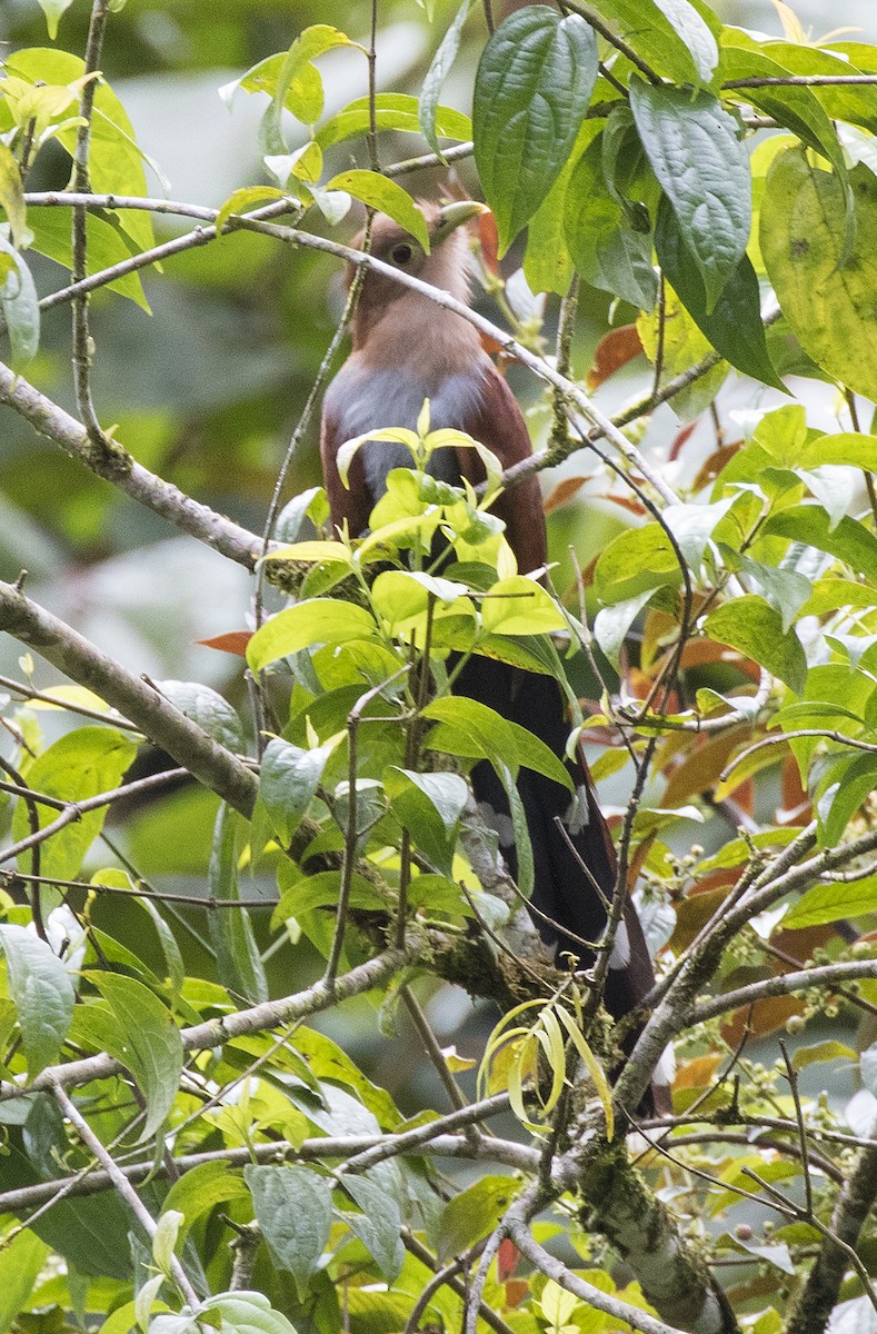 Squirrel Cuckoo - Anonymous