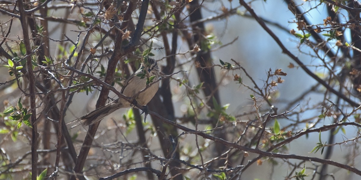 Plain-mantled Tit-Spinetail - ML68394141