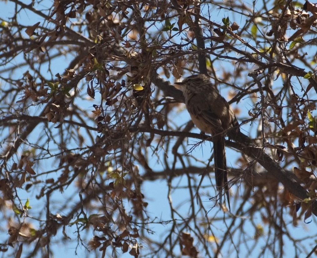 Plain-mantled Tit-Spinetail - ML68394161