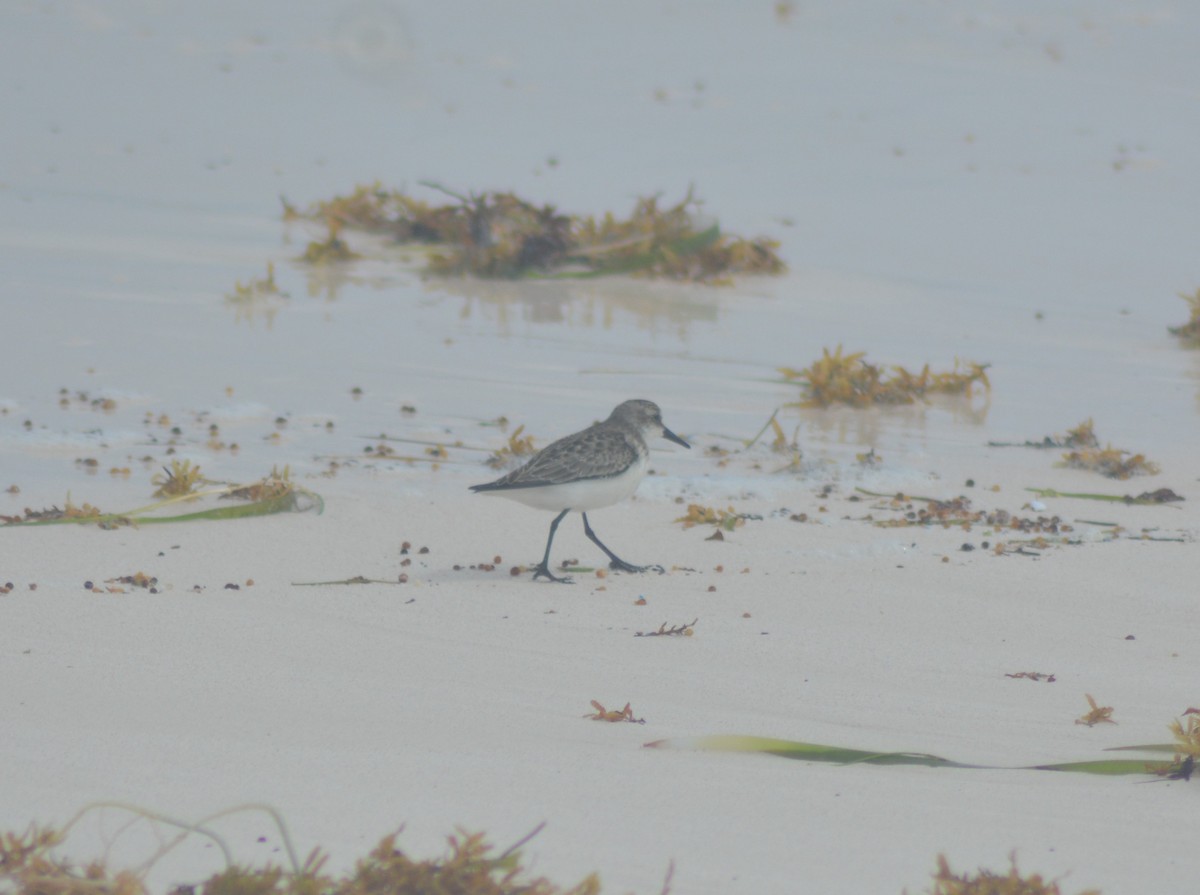 Sanderling - Keith M Kemp