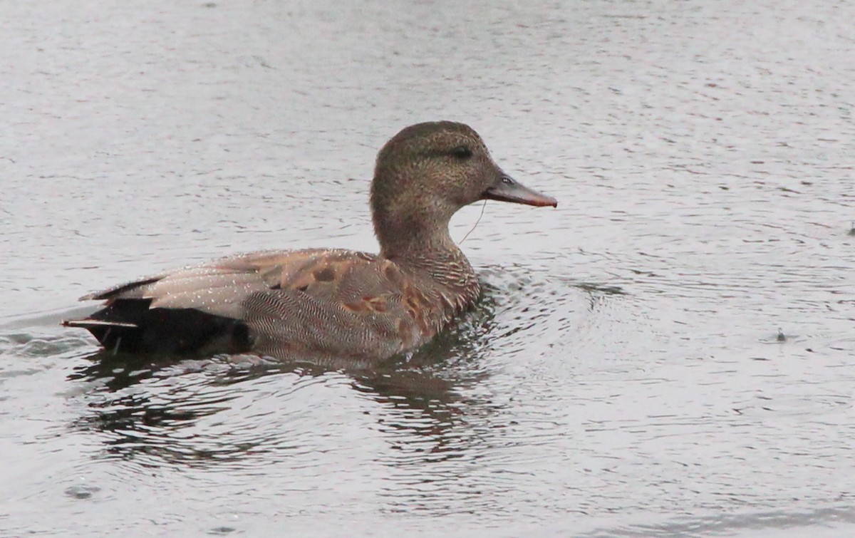 Gadwall (Common) - Gary Leavens