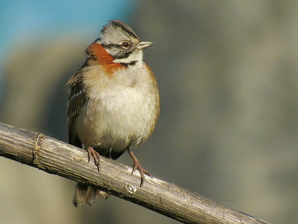 Rufous-collared Sparrow - ML68398621