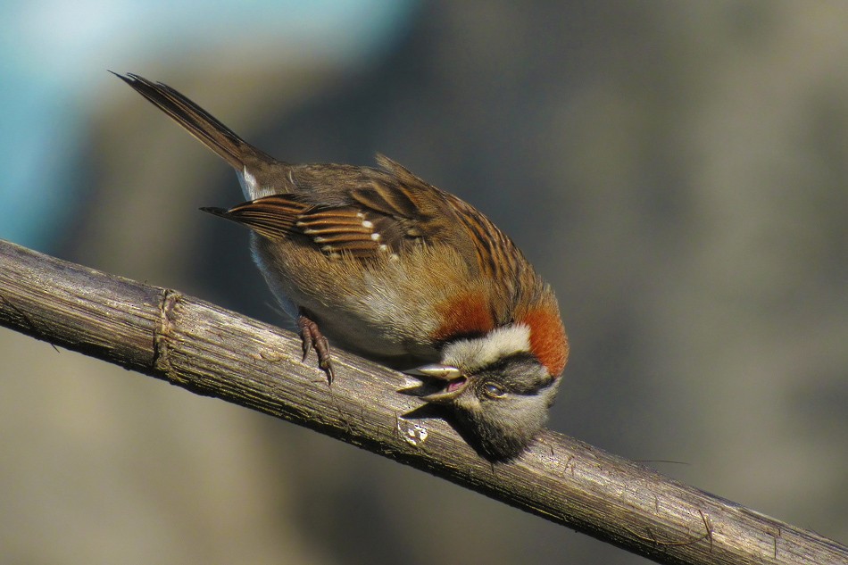 Rufous-collared Sparrow - ML68398641