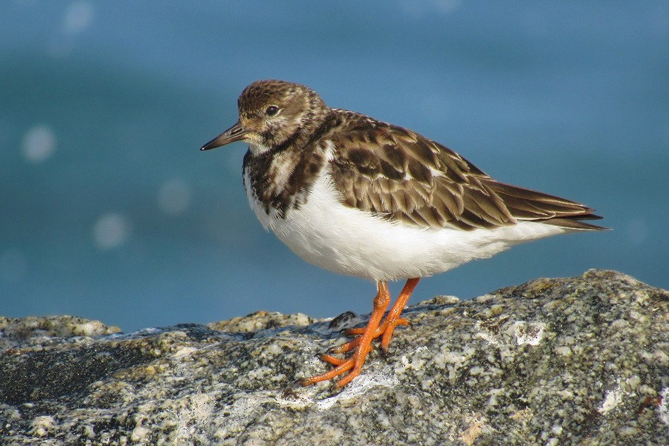 Ruddy Turnstone - Javier Gross