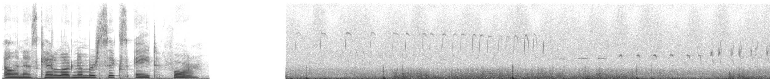 Cochevis de Sykes - ML684