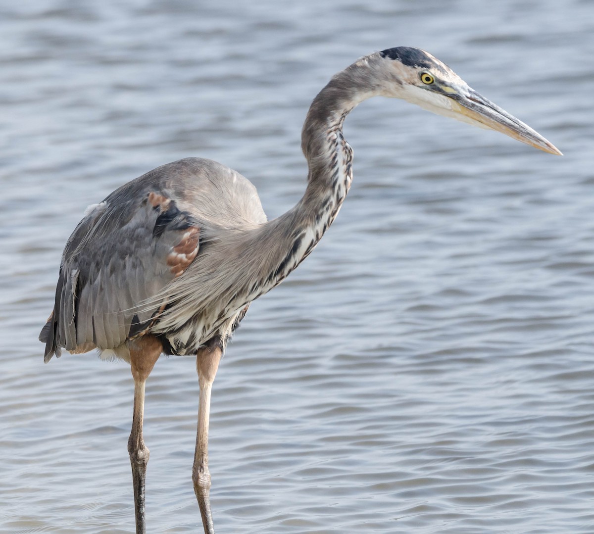 Great Blue Heron - ML68400611