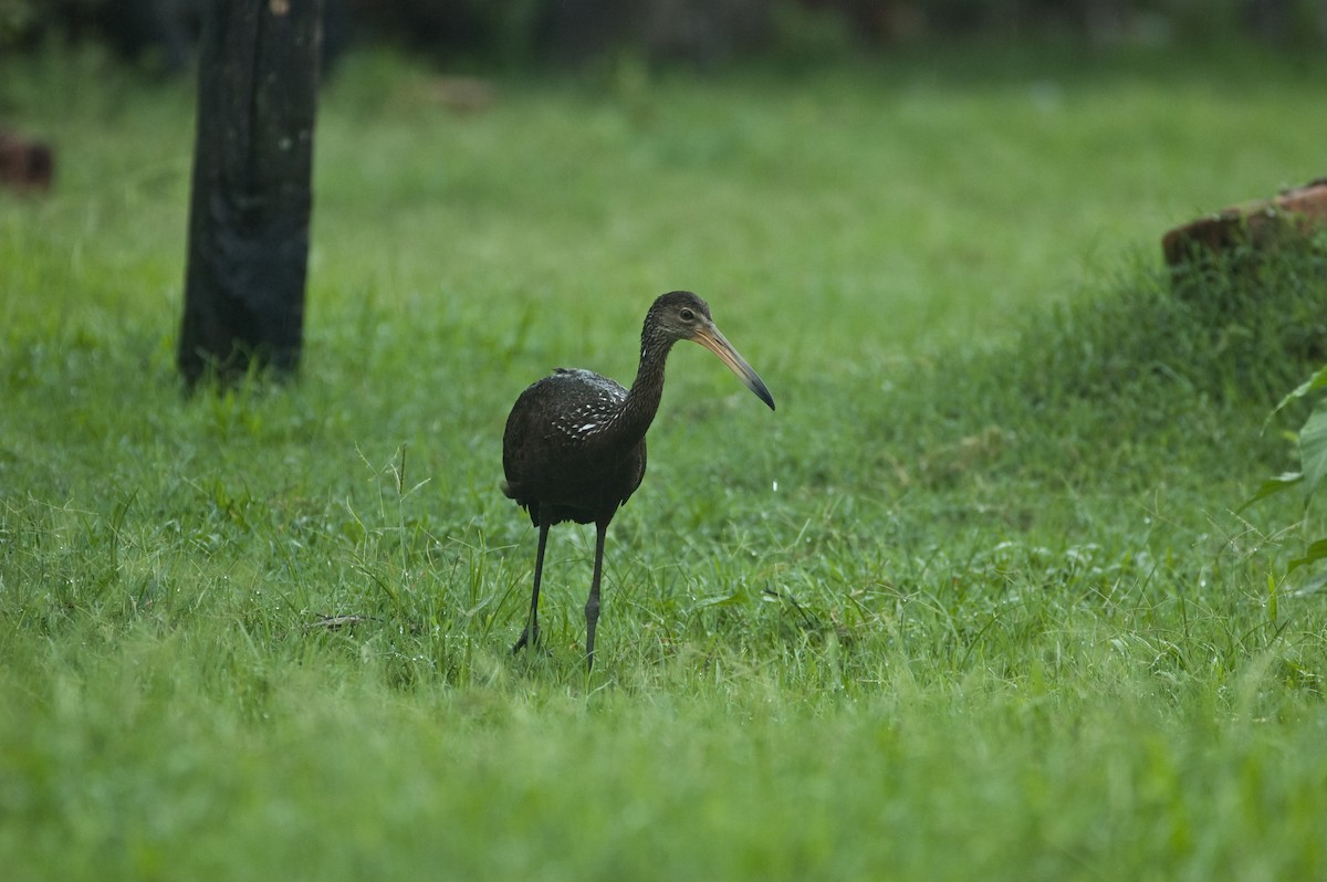 Limpkin - ML68400961