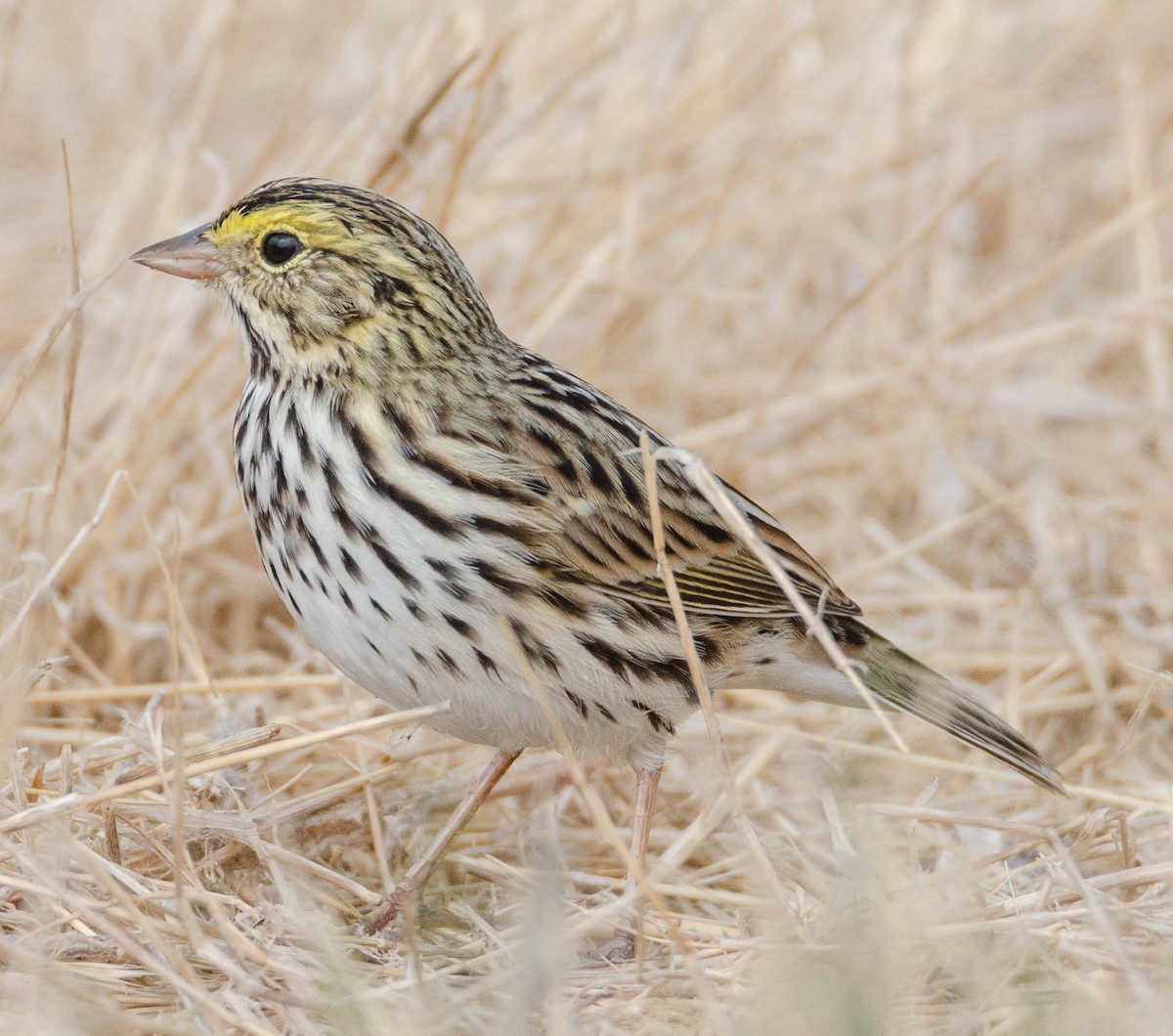 Savannah Sparrow - Margaret & Fred Parkes