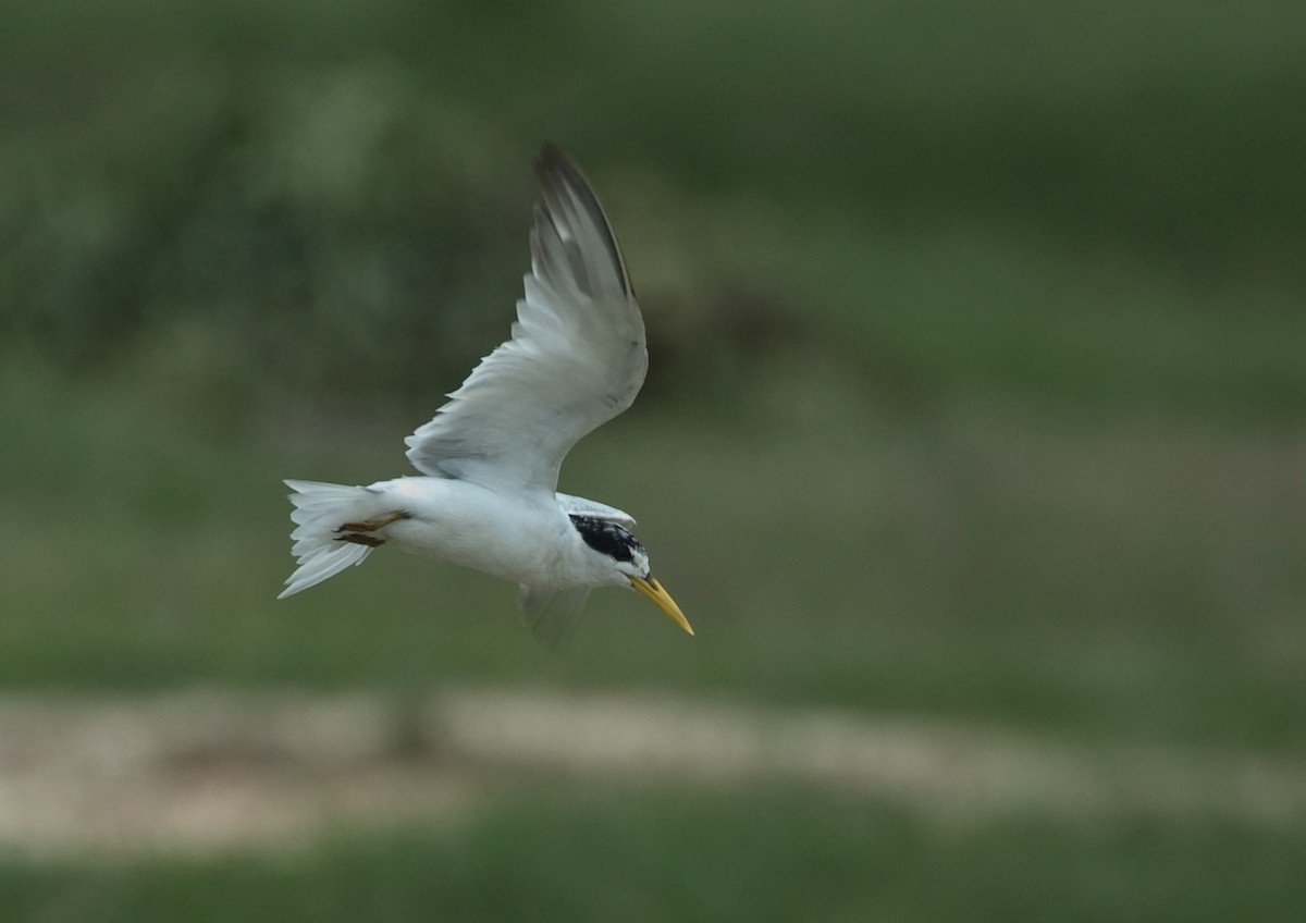 Yellow-billed Tern - ML68401321