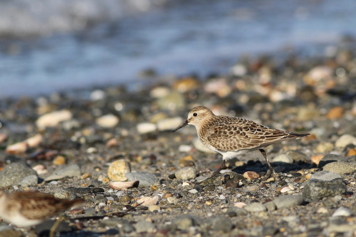 Baird's Sandpiper - ML68401431