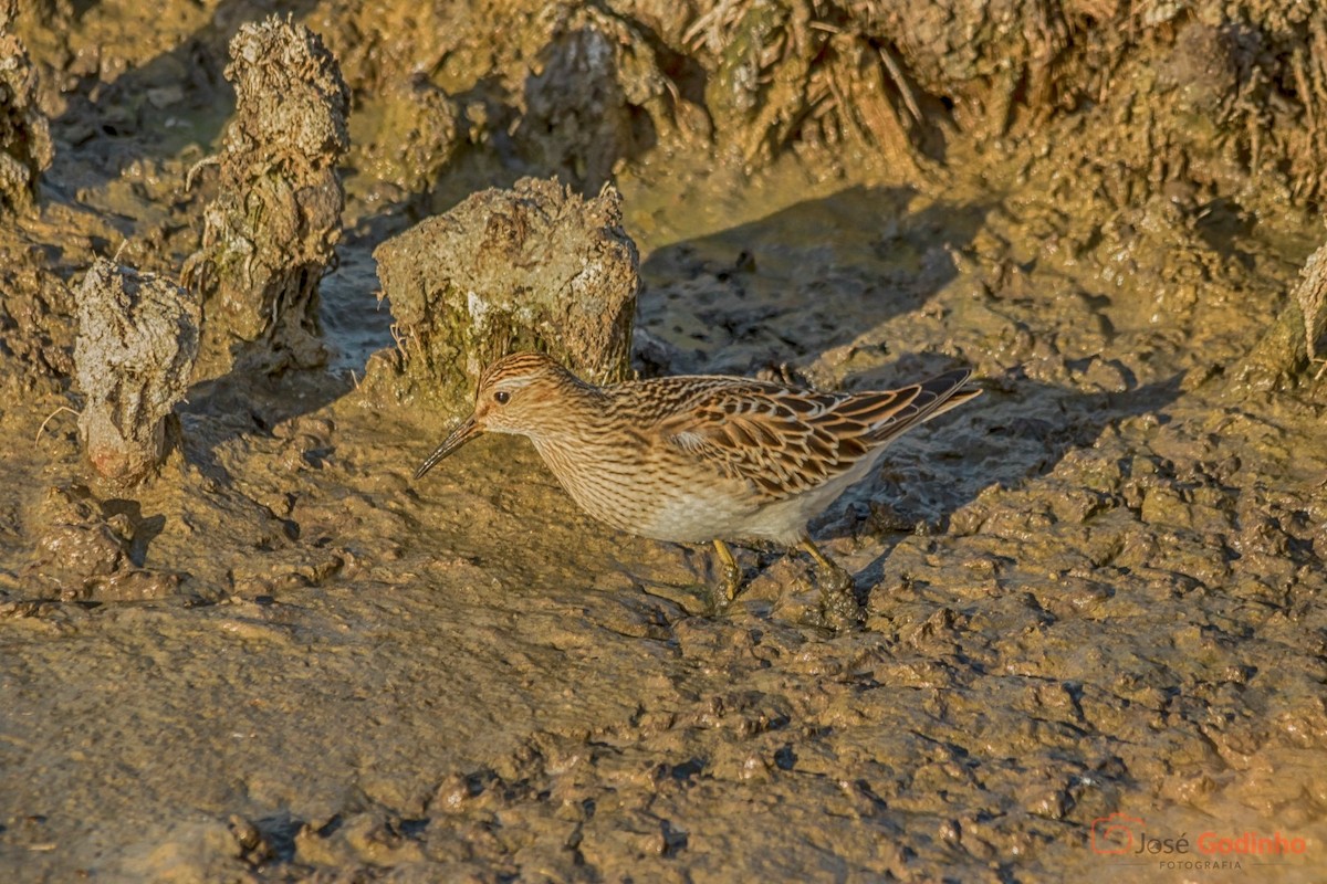 Pectoral Sandpiper - José Godinho