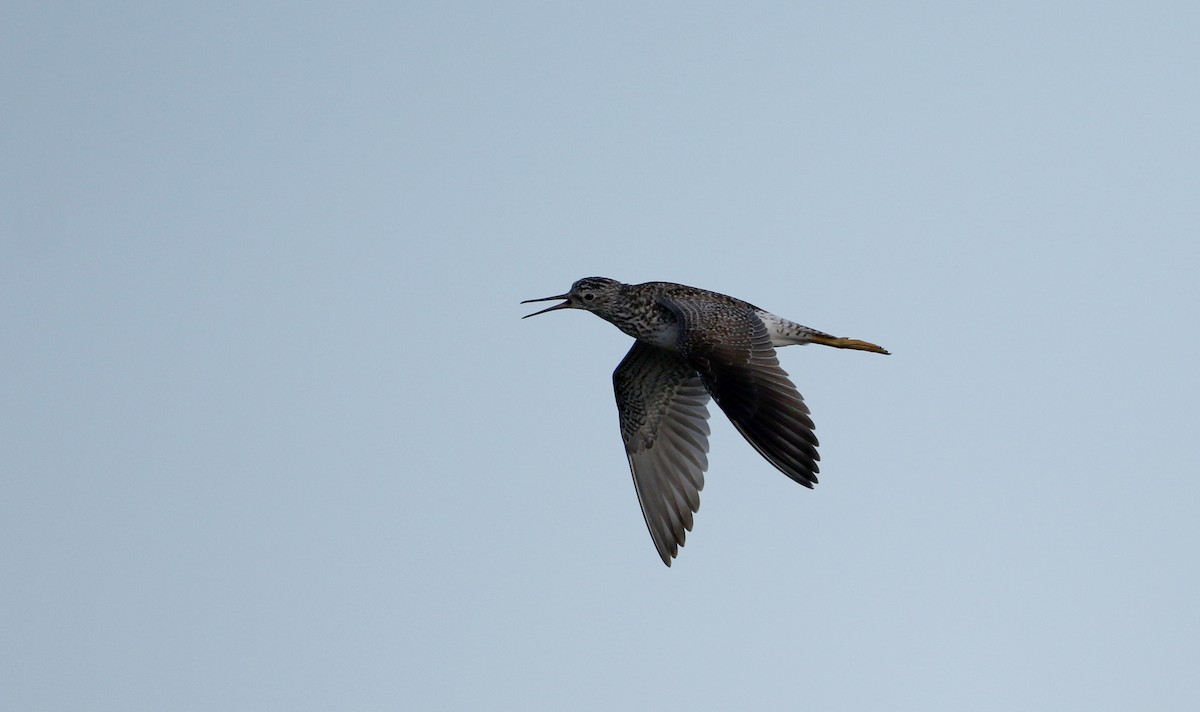 Lesser Yellowlegs - Jay McGowan