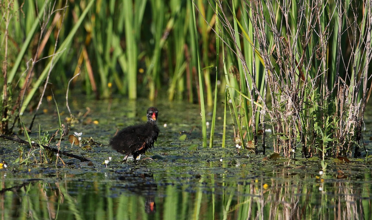 Common Gallinule - Jay McGowan