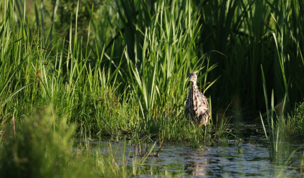 American Bittern - Jay McGowan