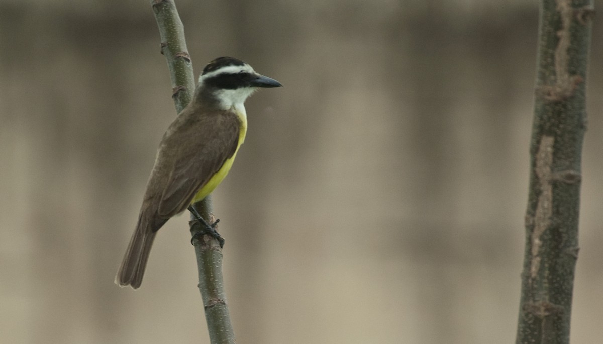 Great Kiskadee - ML68402921