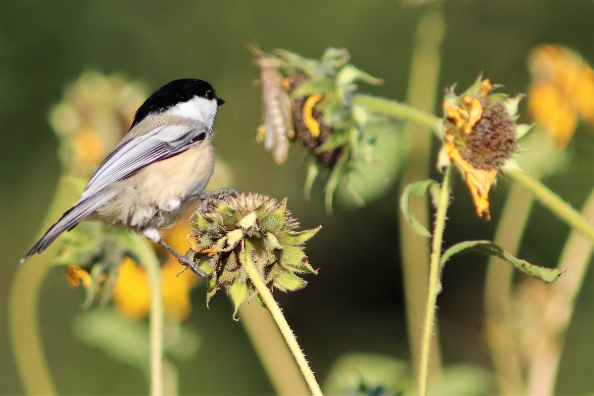 Black-capped Chickadee - ML68403451