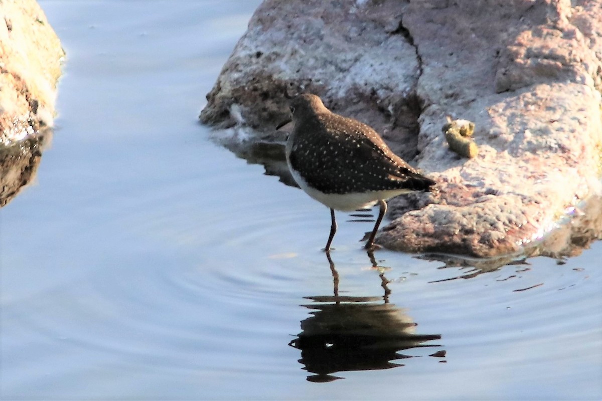 Solitary Sandpiper (cinnamomea) - ML68404961