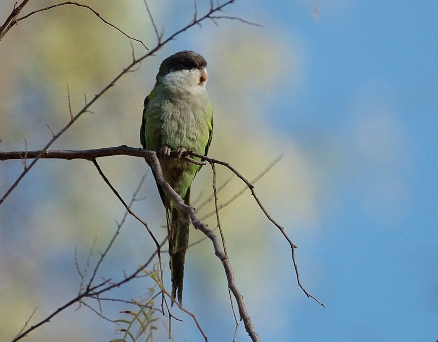 Gray-hooded Parakeet - ML68406681