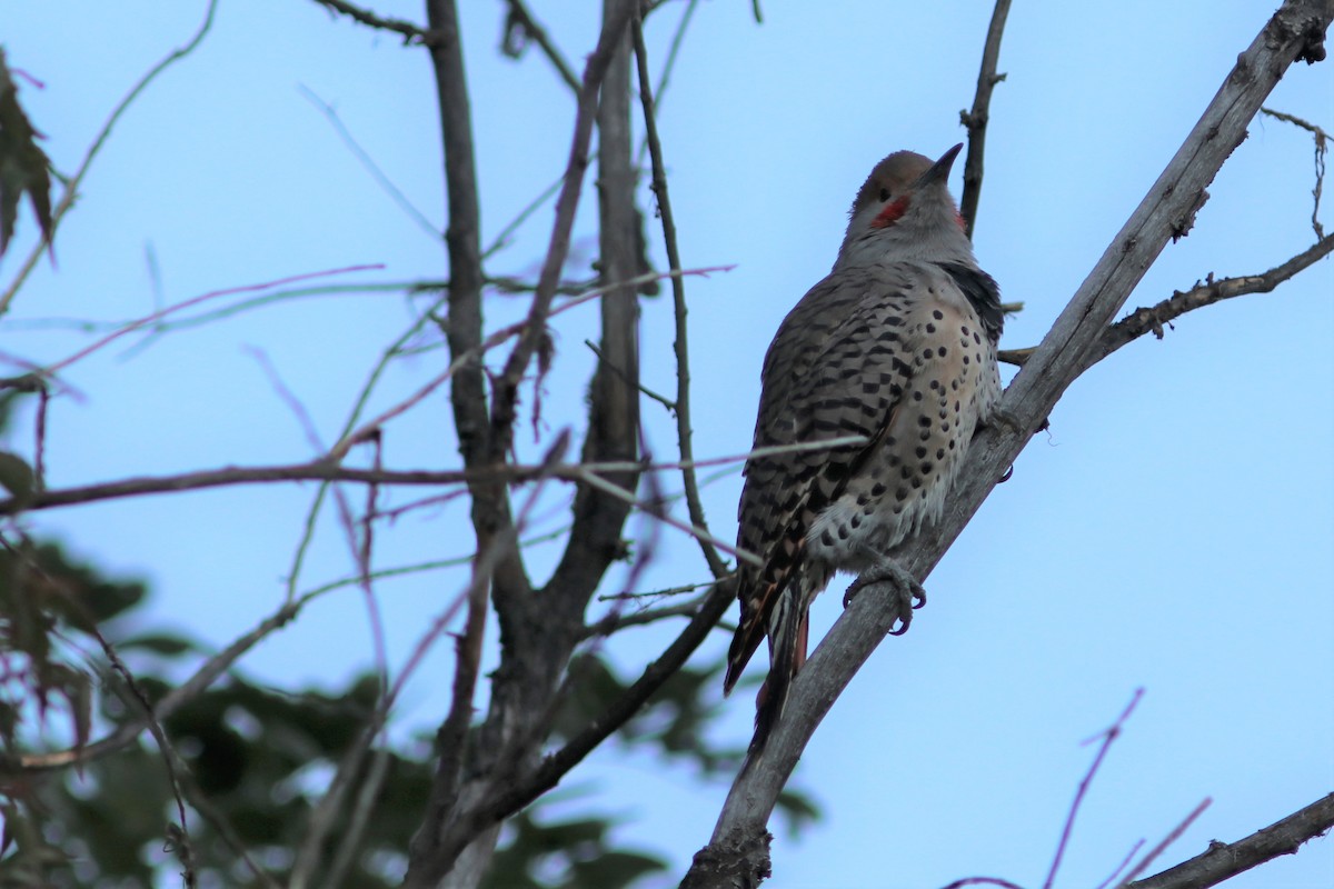 Northern Flicker (Red-shafted) - ML68406731