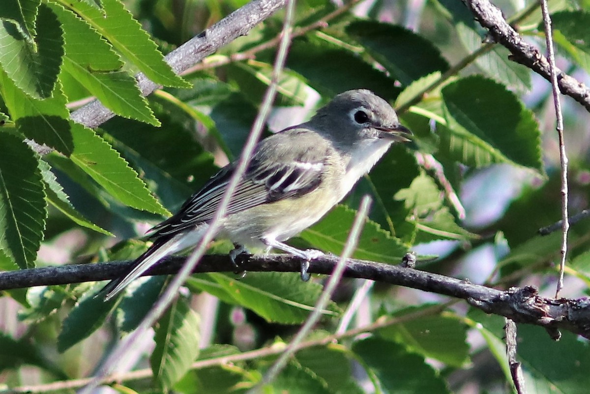 Plumbeous Vireo - ML68407321