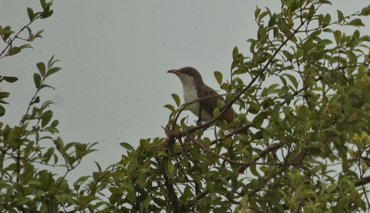 Yellow-billed Cuckoo - ML68408531